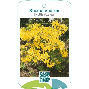 Rhododendron [Mollis Azalea]  geel