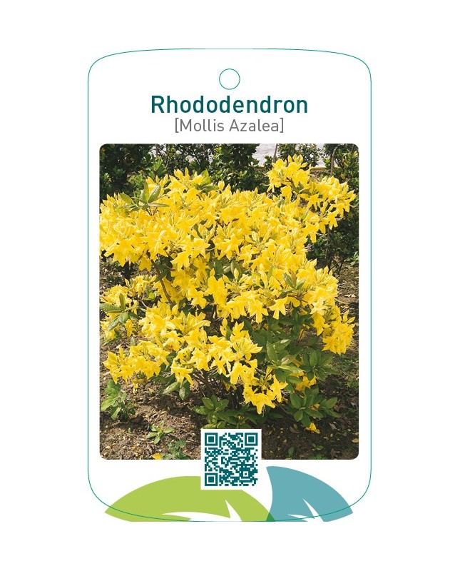 Rhododendron [Mollis Azalea]  geel