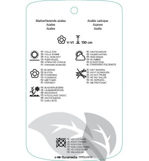 Etichette di Rhododindron [Mollis Azalea]  geel *