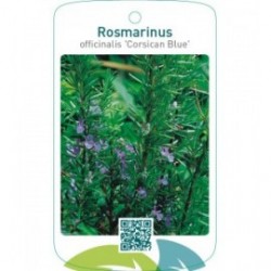 Rosmarinus officinalis ‘Corsican Blue’