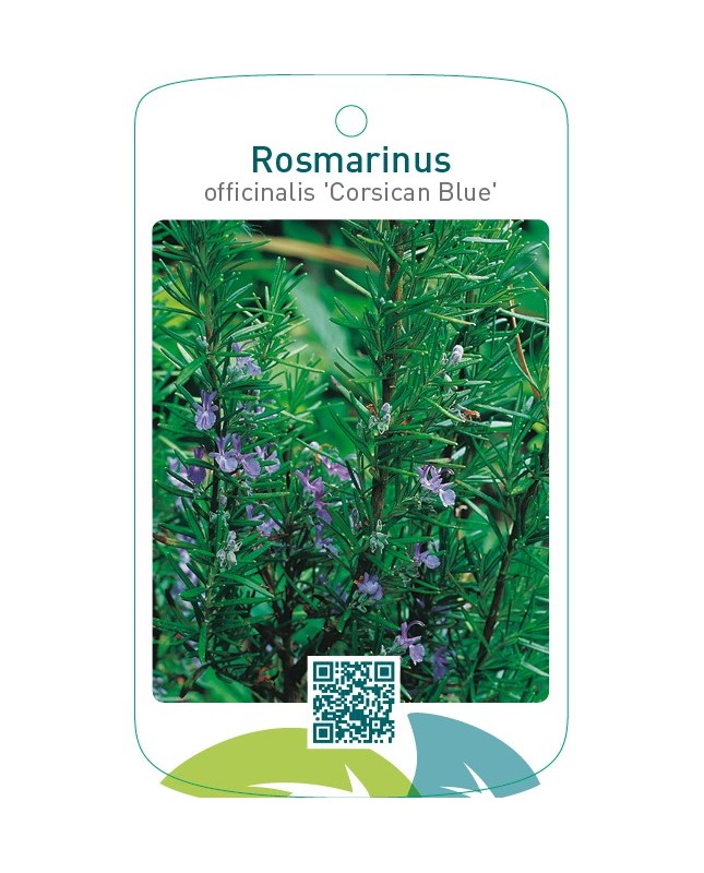 Rosmarinus officinalis ‘Corsican Blue’