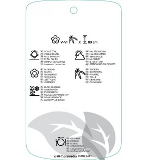 Etichette di Rosmarinus officinalis ‘Corsican Blue’ *