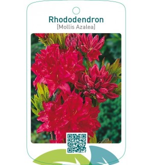 Rhododendron [Mollis Azalea]  rood