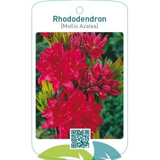 Rhododendron [Mollis Azalea]  rood