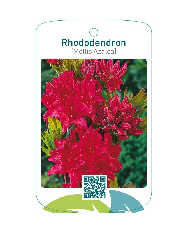 Rhododendron [Mollis Azalea]  rood