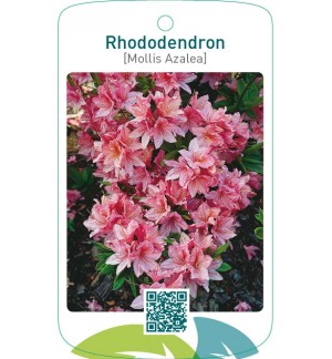 Rhododendron [Mollis Azalea]  roze