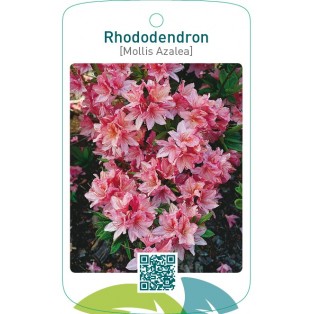 Rhododendron [Mollis Azalea]  roze