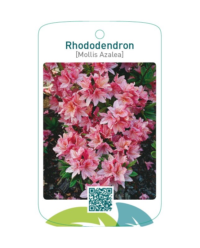 Rhododendron [Mollis Azalea]  roze