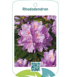 Rhododendron  lila