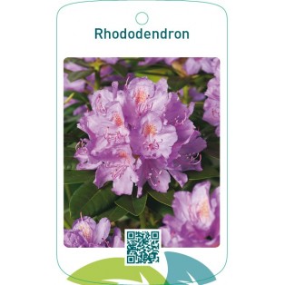 Rhododendron  lila