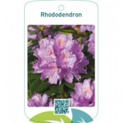 Rhododendron  lila