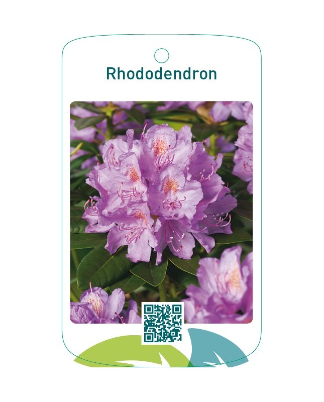 Rhododendron  lila