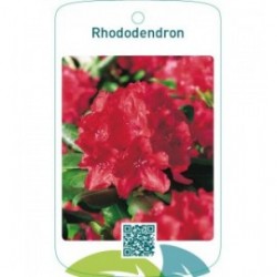 Rhododendron  rood