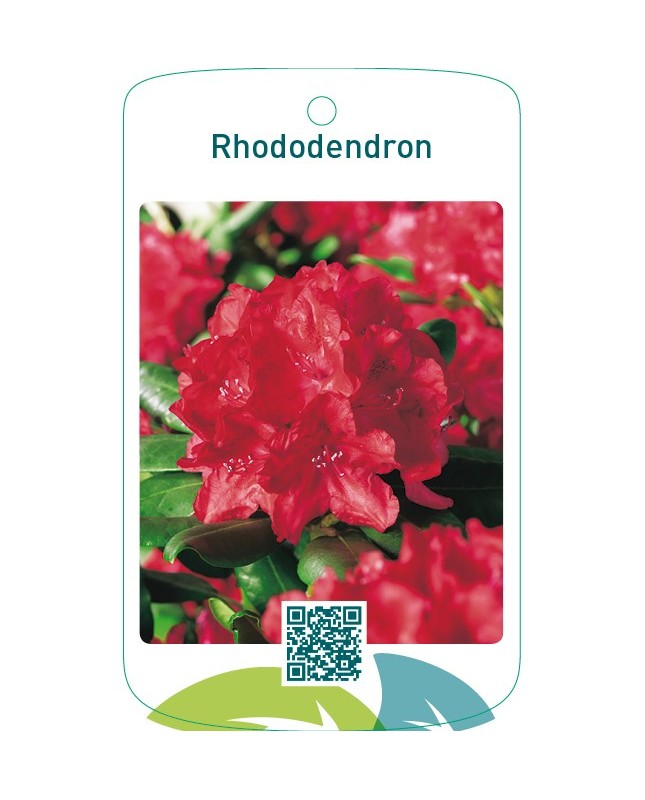 Rhododendron  rood