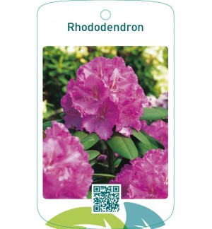 Rhododendron  roze