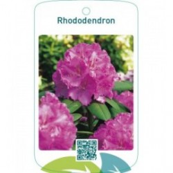 Rhododendron  roze