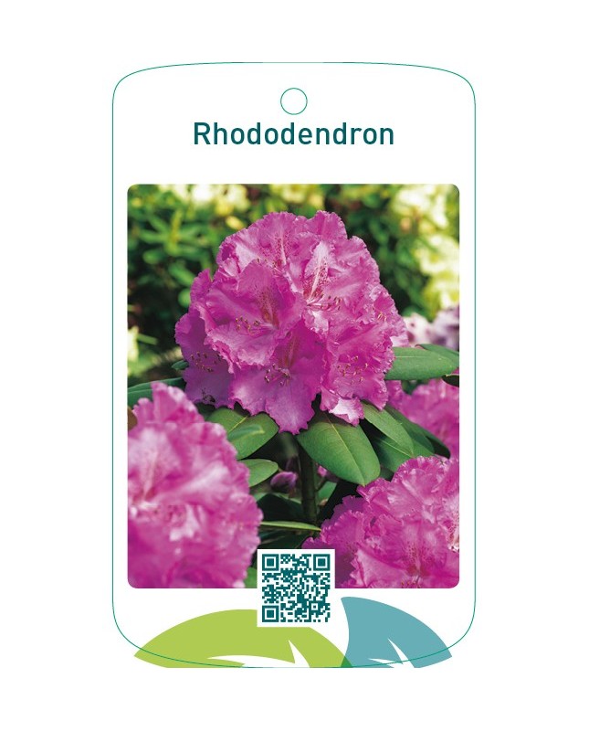 Rhododendron  roze
