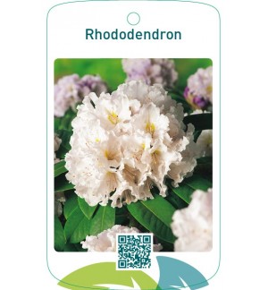 Rhododendron  wit