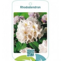 Rhododendron  wit