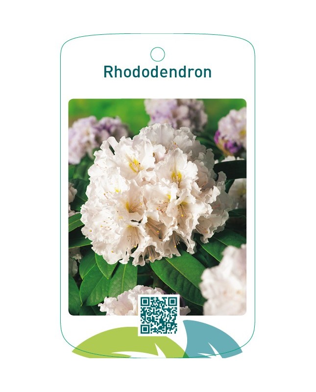 Rhododendron  wit