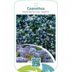 Ceanothus thyrsiflorus var. repens