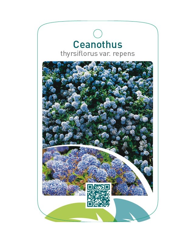 Ceanothus thyrsiflorus var. repens