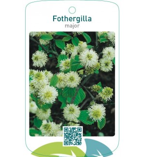 Fothergilla major