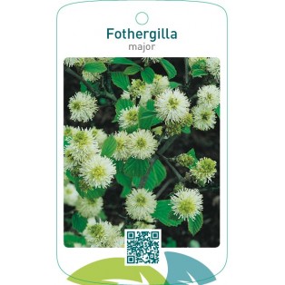 Fothergilla major