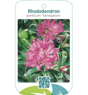 Rhododendron ponticum ‘Variegatum’