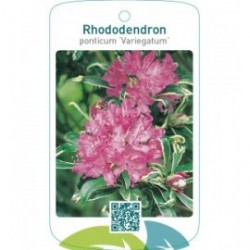 Rhododendron ponticum ‘Variegatum’