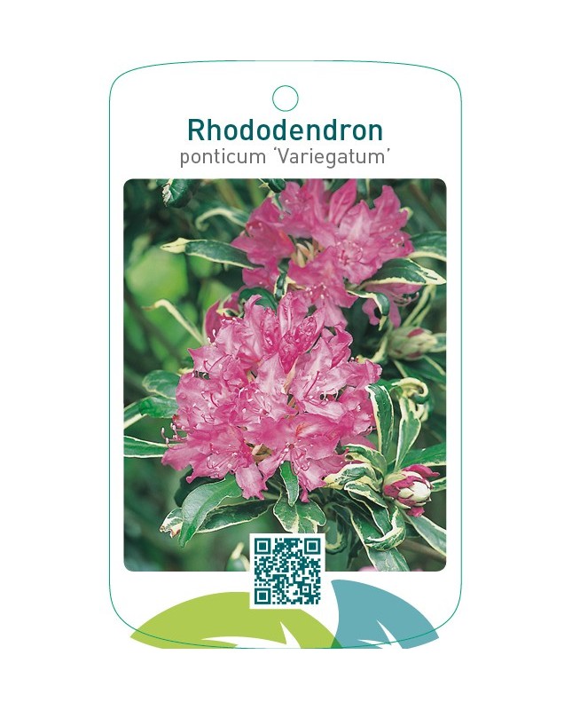 Rhododendron ponticum ‘Variegatum’