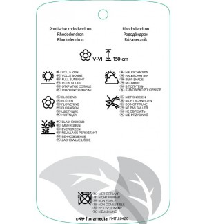 Etiquetas de Rhododendron ponticum ‘Variegatum’ *
