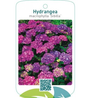 Hydrangea macrophylla ‘Sibilla’