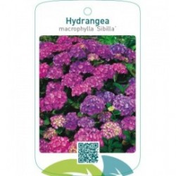 Hydrangea macrophylla ‘Sibilla’