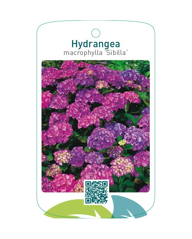 Hydrangea macrophylla ‘Sibilla’