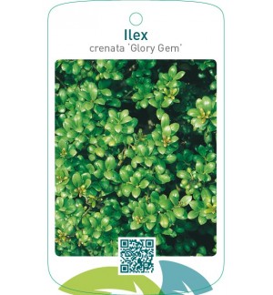 Ilex crenata ‘Glory Gem’