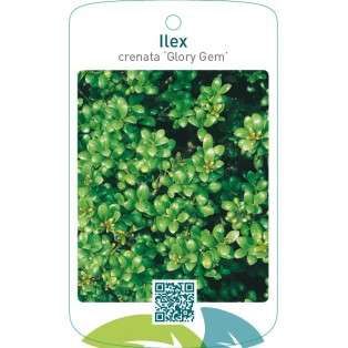 Ilex crenata ‘Glory Gem’