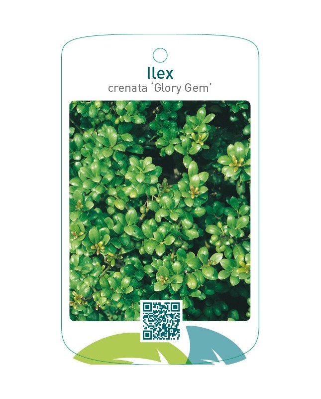 Ilex crenata ‘Glory Gem’
