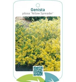 Genista pilosa ‘Yellow Spreader’