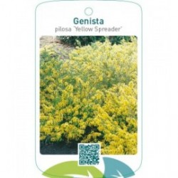 Genista pilosa ‘Yellow Spreader’