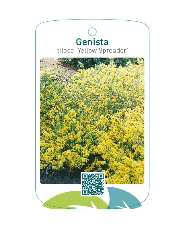 Genista pilosa ‘Yellow Spreader’