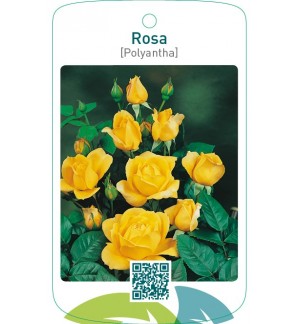 Rosa [Polyantha]  geel