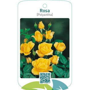 Rosa [Polyantha]  geel