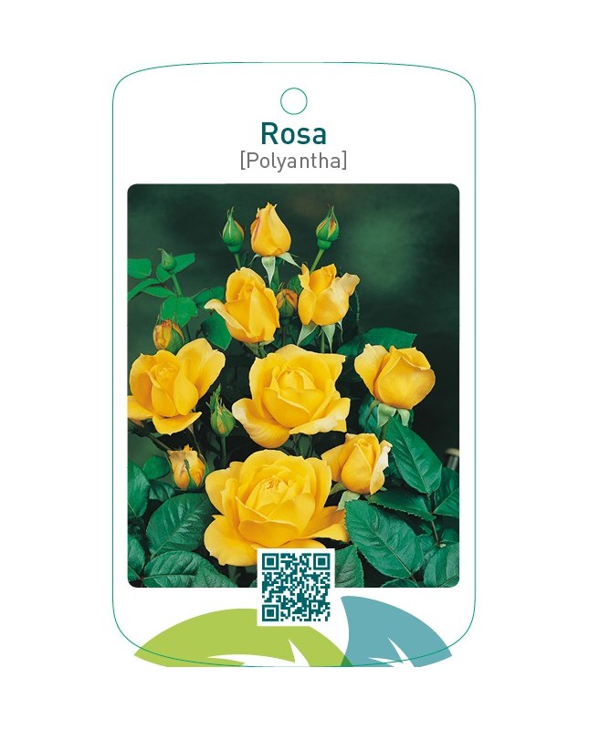 Rosa [Polyantha]  geel