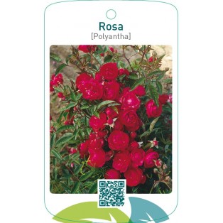 Rosa [Polyantha]  rood