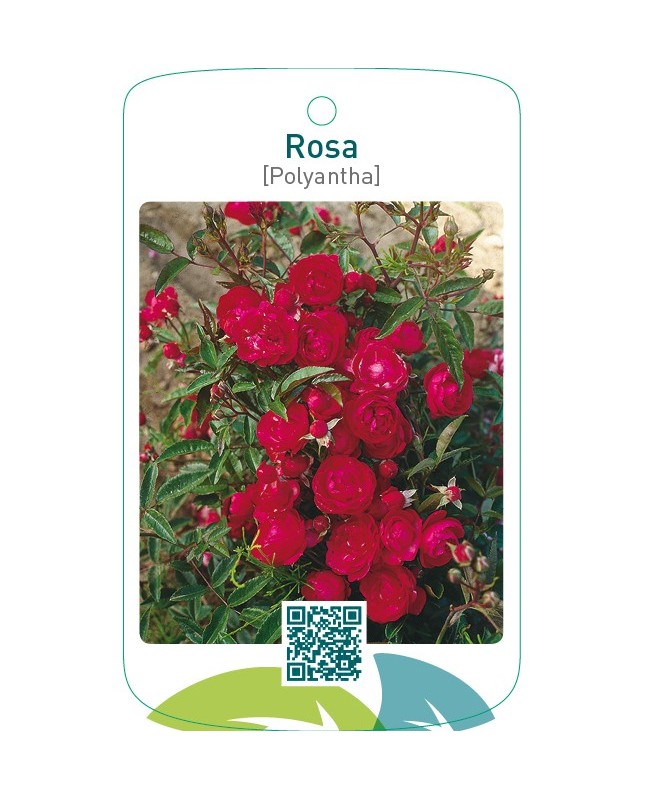Rosa [Polyantha]  rood