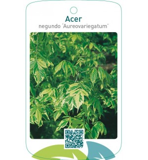 Acer negundo ‘Aureovariegatum’