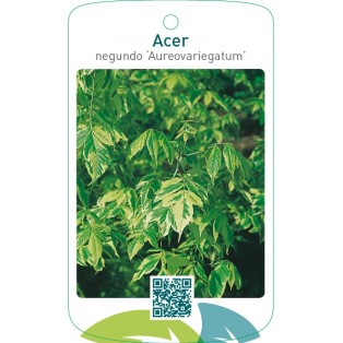 Acer negundo ‘Aureovariegatum’