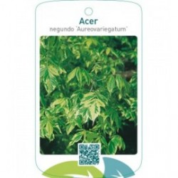 Acer negundo ‘Aureovariegatum’