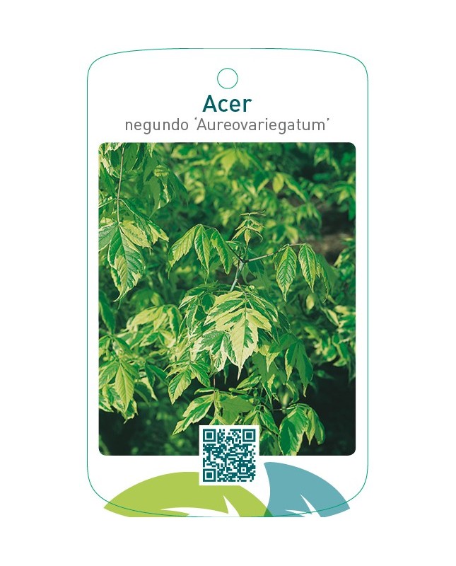 Acer negundo ‘Aureovariegatum’
